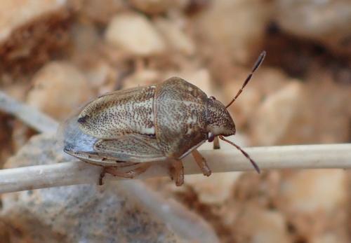 Réf. 221 887 : Neottiglossa leporina